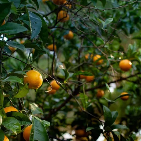 Antica Casina Di Charme Pulsano